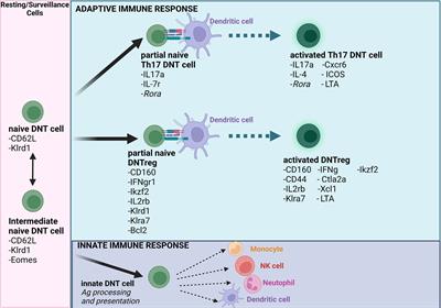 Double Negative T Regulatory Cells: An Emerging Paradigm Shift in Reproductive Immune Tolerance?